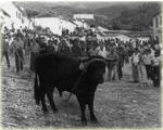 Historia del toro de Grazalema